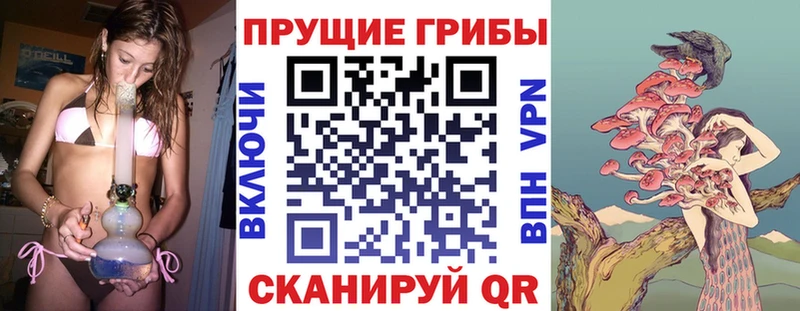 Псилоцибиновые грибы Psilocybine cubensis  Сусуман 